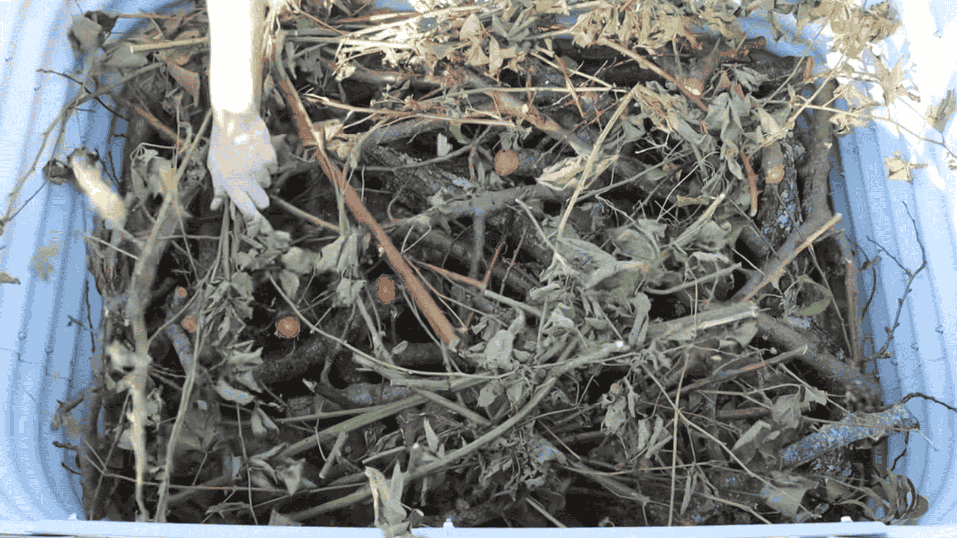 step 2 add branches and sticks