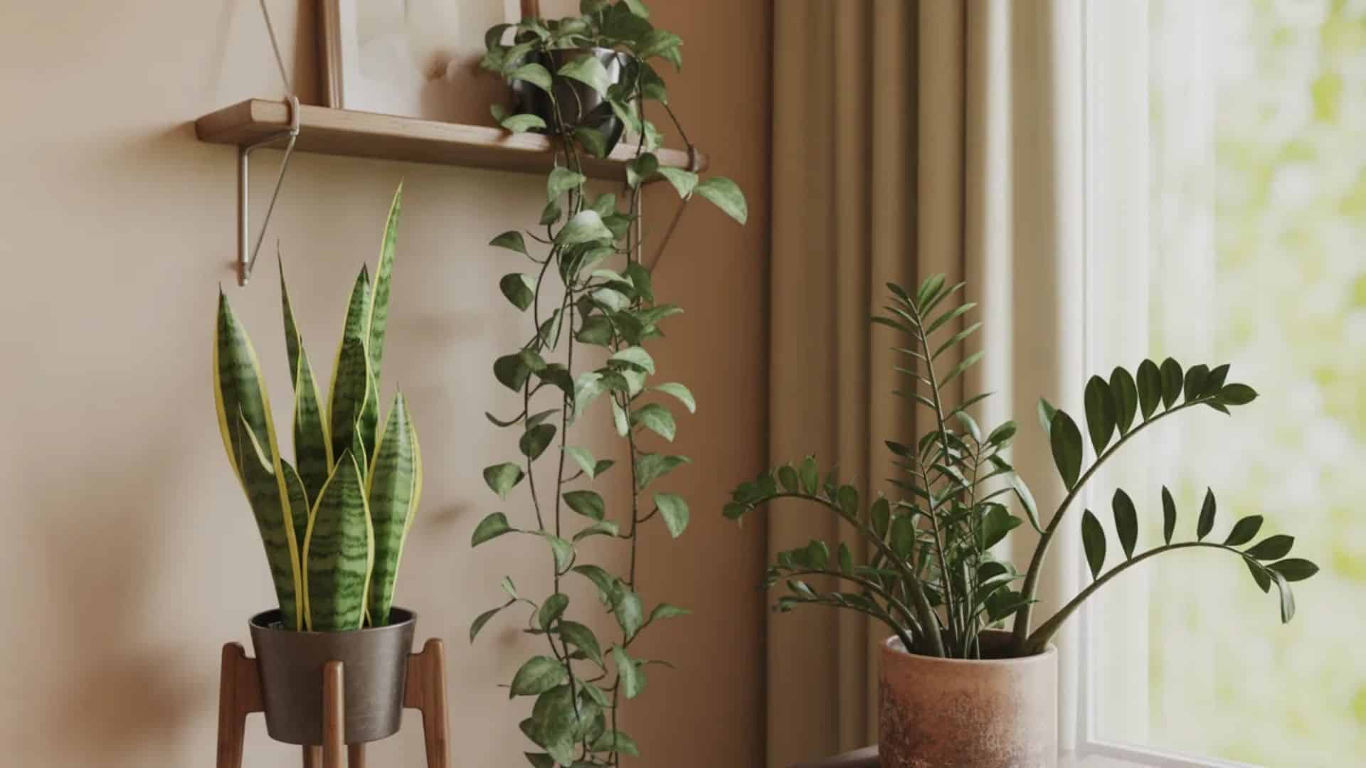 indoor-plants.jpeg